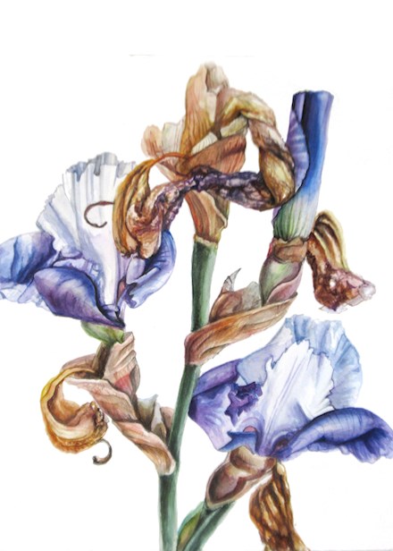 Dutch Iris - Watercolour on Paper